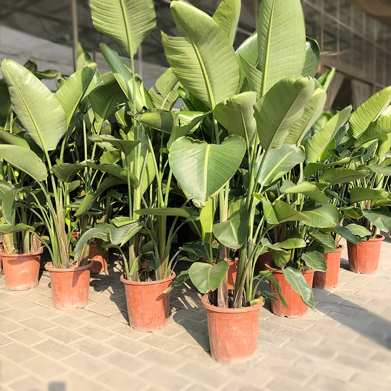 天堂鸟盆栽 芭蕉 极乐鸟花 园林园艺绿化植物基地 盆栽花卉批发