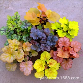 盆栽;种子;园林果树