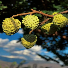 番薯类;柑桔;苹果