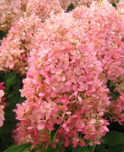 Summer Beauty Cone Hydrangea Cold-Resistant Outdoor Potted Plant 2 Gallons Real Shot Cold-Resistant Courtyard
