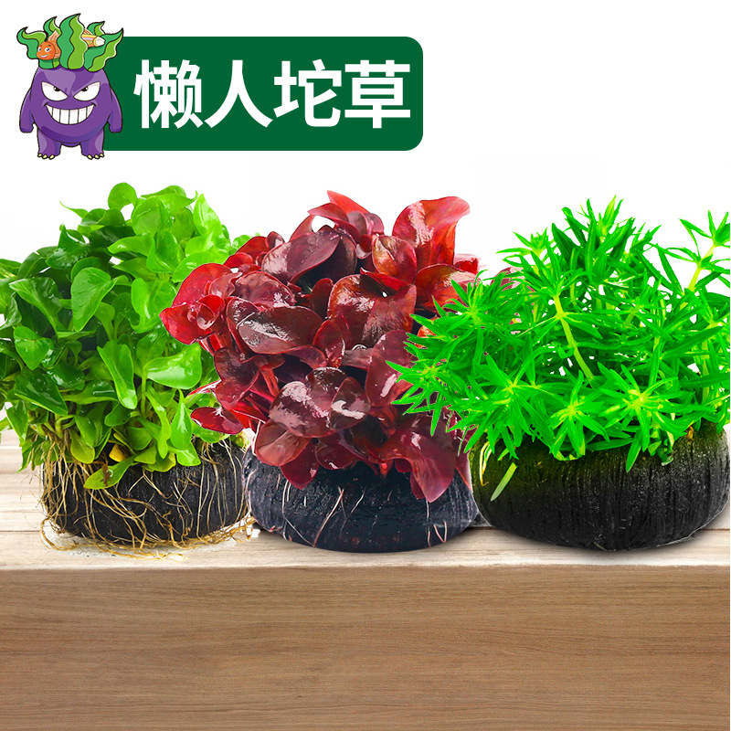 鱼缸水草植物活体阴性生态水培绿植懒人造景坨草套餐水榕真鱼草