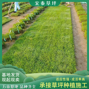 Tiger Grass, Chinese Spelt, Orchid, Dog Tooth Root, Bermuda Turf, Manila Four-Season Green Grass