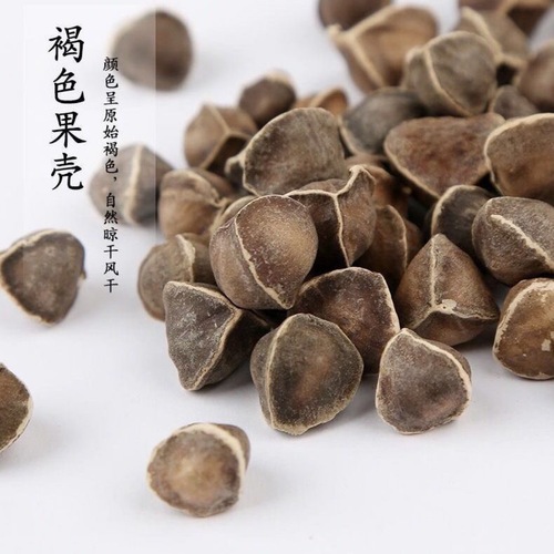 印度辣木籽大果瓶装100克辣木籽新货