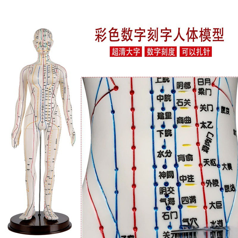 针炙铜人按摩中医小皮医学全身传统人体按摩穴位模型学校教学经络