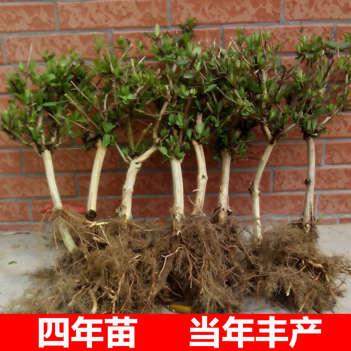 黄白红金银花盆栽花苗树苗老桩食用花卉鸳鸯藤爬藤植物室内花好养