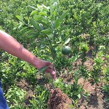 ���ڼ޽����������۽ۘ������Ե����Ϸ��Nֲ���ɻ��Y��������