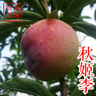 �Ｇ���� �ձ������������ǧ�l��Ŀ��Ó����֬�t������ʯ������