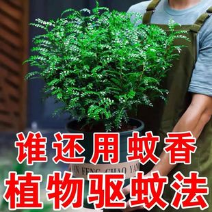 ����ľ���Ժ決������òݾGֲ�ļ��G�����҃Ⱥ���ľ���B�����՚�