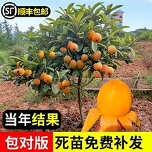 ���˘�������o�����˘����ϱ���ͥԺ�e���ͺ��ļ�ˮ����������