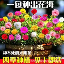 混色太阳花种子四季播种松叶牡丹种子七彩太阳花室内阳台盆栽花卉