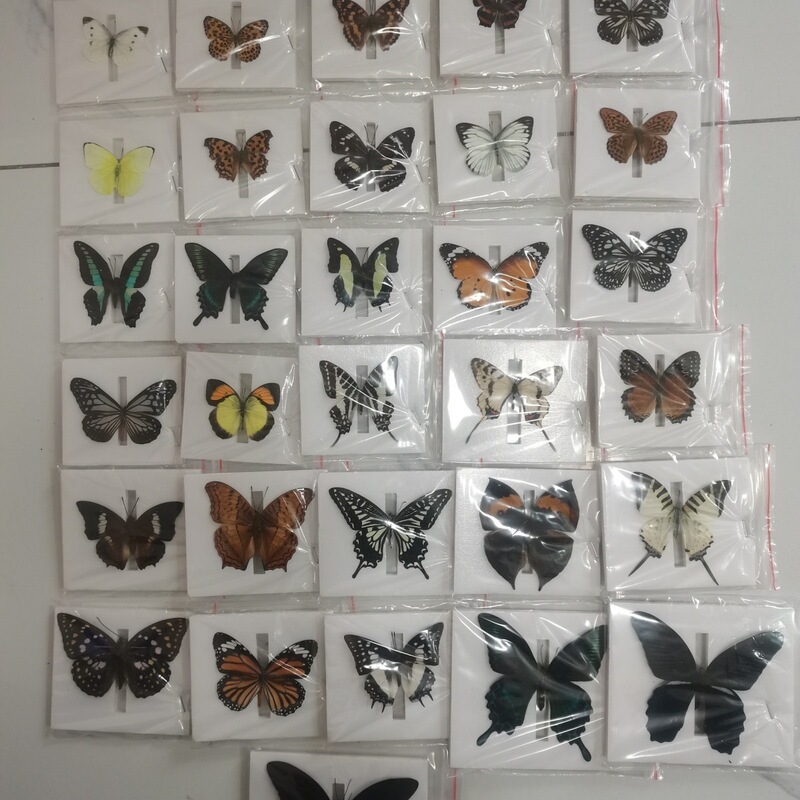 A20, no warranty, but with quality assurance and free shipping, a butterfly specimen with its wings spread, a unique and rare item, comes with a metal frame A20, no warranty, but with quality assurance and free shipping, a butterfly specimen with its wings spread, a unique and rare item, comes with a metal frame