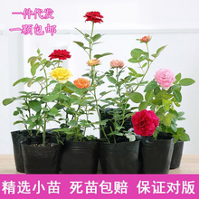 月季小苗大花浓香四季开花蔷薇花苗爬藤攀援植物庭院阳台玫瑰盆栽