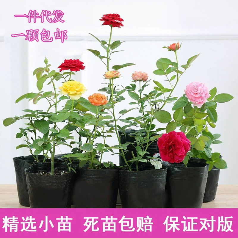Роза рассада большой цветок ароматный Four Seasons цветение Роза рассада вьющиеся растения двор балкон Роза Горшечное растение