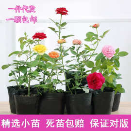 月季小苗大花浓香四季开花蔷薇花苗爬藤攀援植物庭院阳台玫瑰盆栽