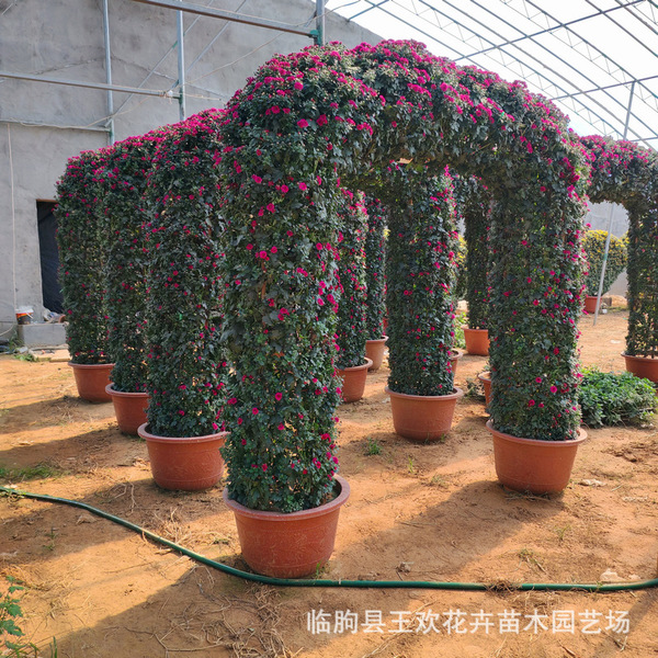 National Day chrysanthemum flowers National Day rental multi-head…