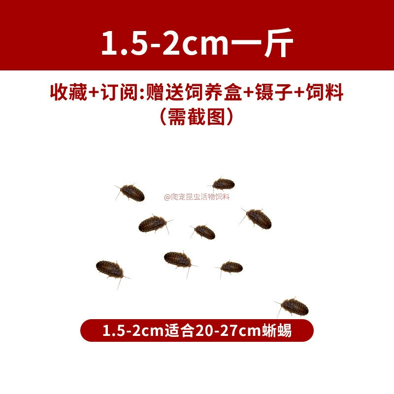 [杜比亚蟑螂昆虫爬宠活饵饲料新成体繁殖组半斤中国]