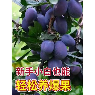 ��÷�����ͥԺ���Ե��Ԯ���Y���ϱ����Nֲ����Ů����÷������