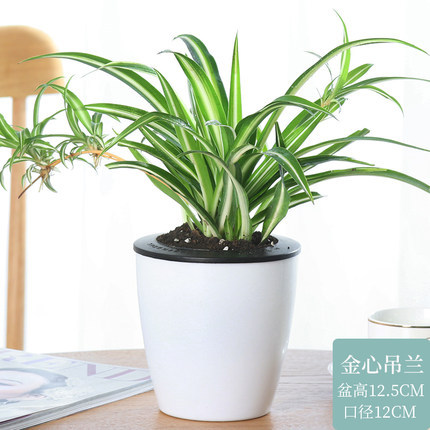 징신 디아 올란 (게으른 분지) + 영양 용액