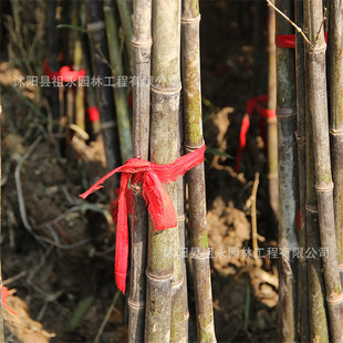 �����ӾGֲ���҃���Gɫ�b��쾰���������ͥԺ��ë�����������