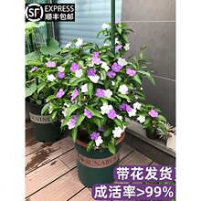 һ�����l�pɫ�������Է����x������������༾�_�����^����
