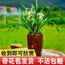 兰花四季兰开花满屋飘香易养室内花卉跨境一件起批【厂家】