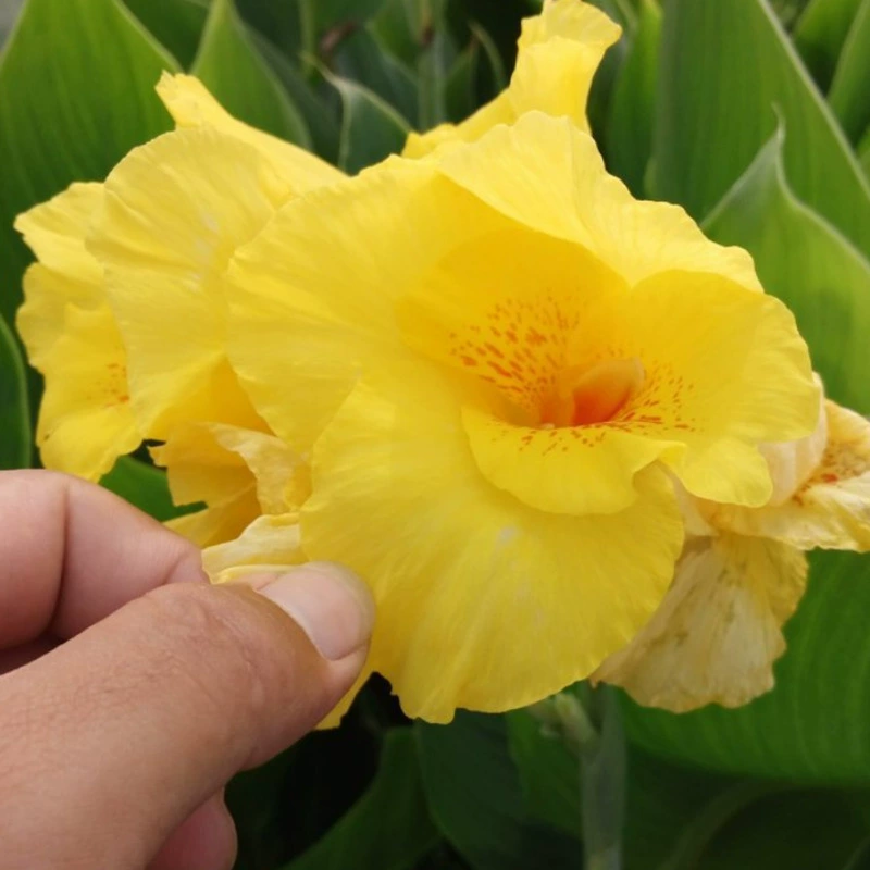 Оптовый производитель водных желтых цветов канн, водных цветов, искусственных растений для водного парка и зеленых водных растений.