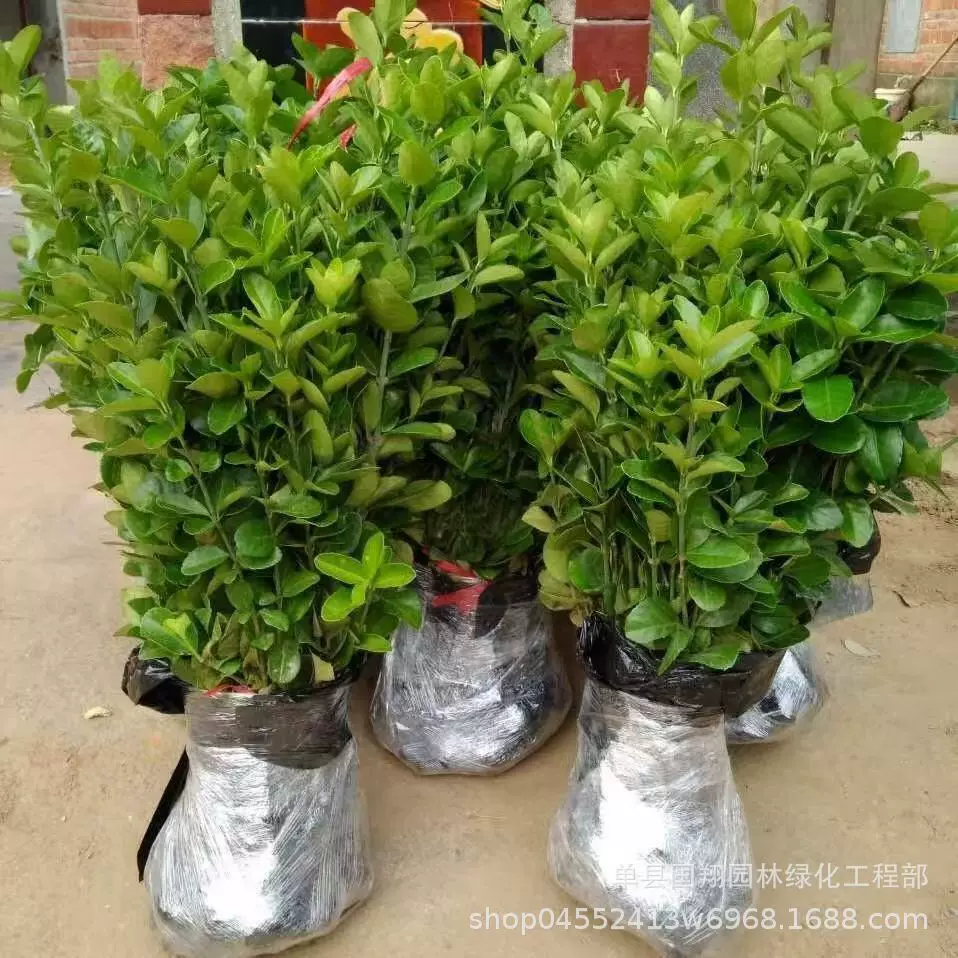 户外庭院观赏植物冬青树苗绿化植物大叶北海道树苗耐寒四季常青