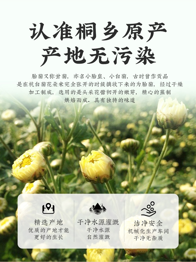 Tai Ju Chrysanthemum Tea Buds Tai Ju Hua Dried Flower Tea 500g Loose Bulk Herbal Tea quality and texture