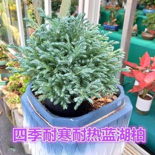 �{ɫ�������{���ػ��Rֲ��ͥԺ������Զ������ͺ��͟��B�o�ܺ���