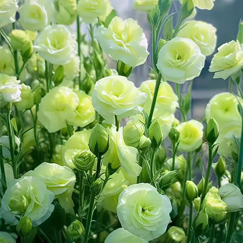 洋桔梗花种子四季开花种孑种籽子盆栽室内鲁冰花虞美人食用易活