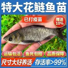 优质特大大头淡水养殖胖头鱼大头鱼花鲢包存活包邮鲢鳙苗鲜活包赔