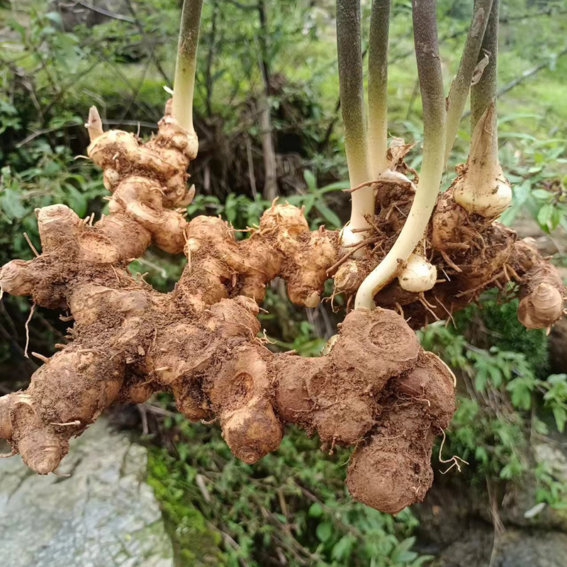 Wild Polygonatum Rhizome Huang Jing 1500g Whole Root for Soup and Herbal Wine quality and texture