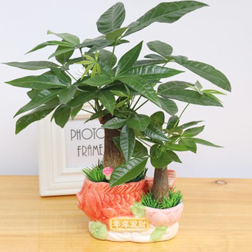 Money Tree Potted Asparagus Indoor Flower Small Bonsai Office Green Plant Living Room Fortune Money Tree