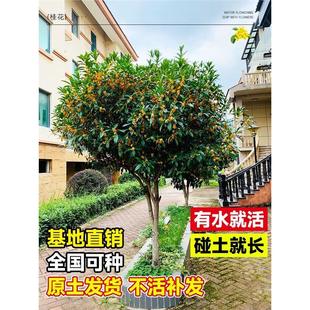 �𻨘��������ļ��_����Ϙ�����ֲ������ؼ����F���¹𰫻��޽�