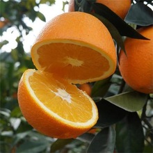 正宗秭归富硒帝王橙甜橙产地直供当季精选优果