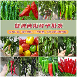 螺丝椒甜椒羊角椒牛角椒各种辣椒种子批发 春秋家庭小菜园辣椒籽
