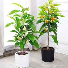 mm玧Sm҃ͥԺ㻨ļ_ֲ