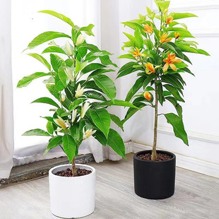 ���m���������m�����玧�����S���m�҃�ͥԺ���㻨���ļ��_��ֲ��