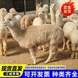 特种兽畜;特种珍禽;其他装饰摆件