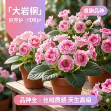 重瓣大岩桐盆栽带花苞阳台客厅四季好养活富贵芙蓉花花苗开花花卉