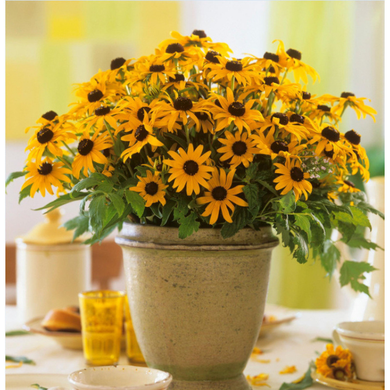 Semillas de flores, semillas de flores.