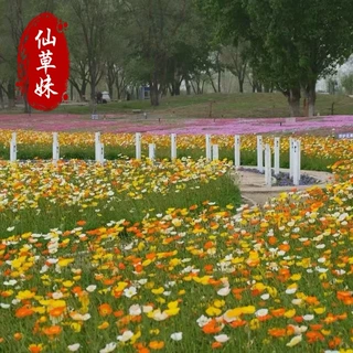 批发宿根冰岛虞美人 青州批发花海湿地公园花园绿化景观花卉