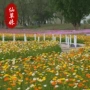 青州公园花海绿化冰岛虞美人