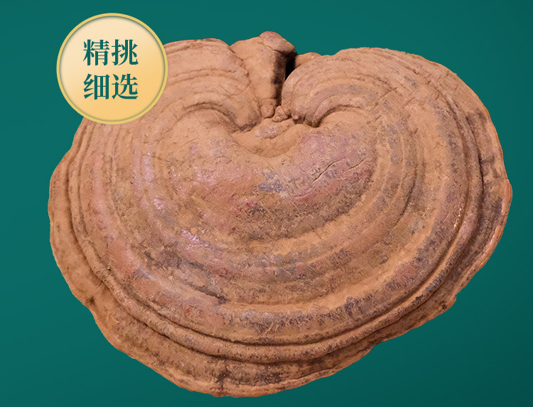 Whole Reishi Mushroom Dried Red Lingzhi Log-Grown 500g Bag for Soup and Decoction quality and texture
