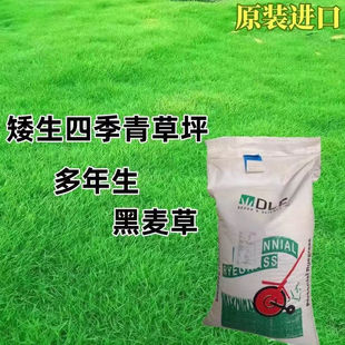 perennial ryegrass lawn seeds four seasons evergreen seeds courtyard park factory area greening slope protection grass seeds hardy