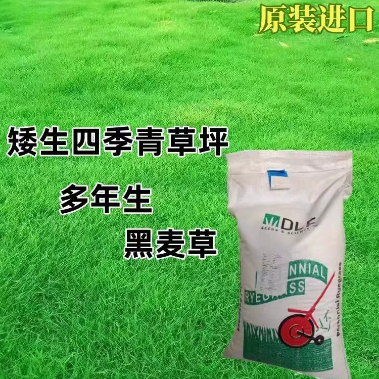 Многолетний райграс газон семена четыре сезона вечнозеленые семена сад парк завод зелень