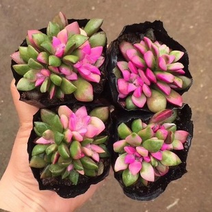 Recommended Snow-Blowing Pine Brocade Succulents, Popular Potted Indoor Green Plants and Florals, Good for Lazy People in All Seasons