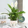 Plant lamp for living room for office, small pot indoor