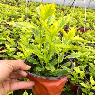 ���~���B�N ��¶�� �S�~���B�N ���~�ر�ֲ�� �@�־G��������ľ