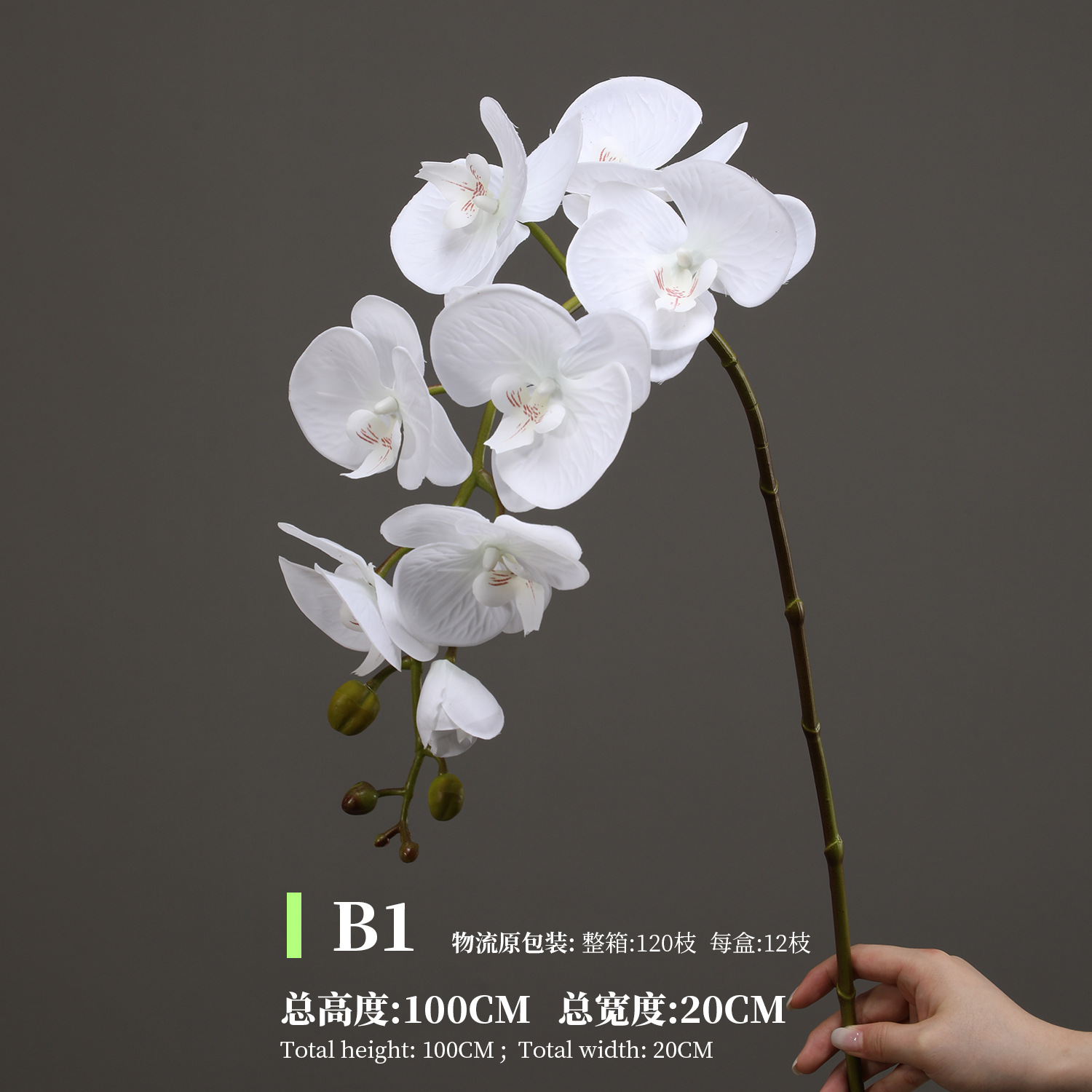 화이트 B1